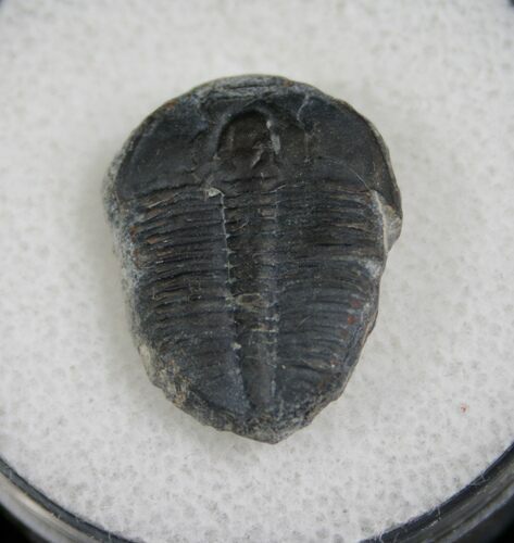 / Elrathia Trilobite Fossil - Utah #6698